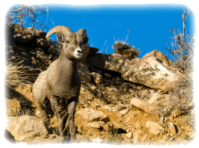 Bighorn sheep on Baja's hillside