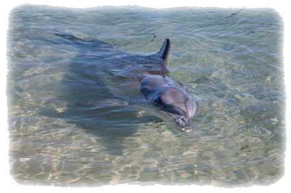 Dolphin in shallow water