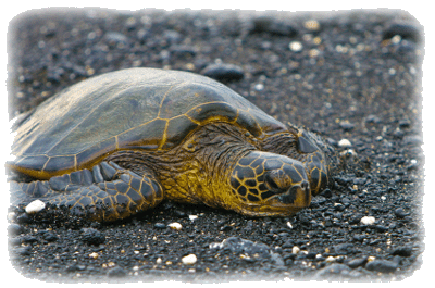 Sea Turtle on land
