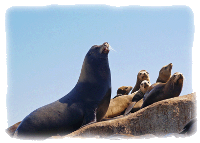 Sea lions on Baja Mexico's craggy coast