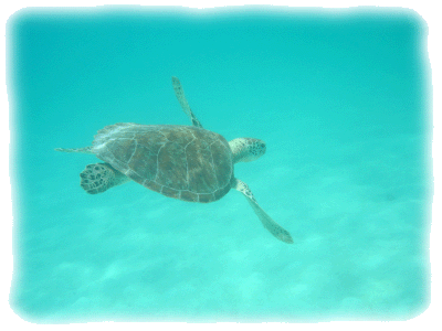 sea turtle swimming