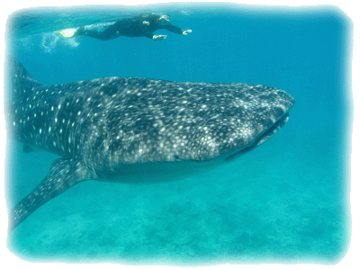 Whale shark in Baja's waters