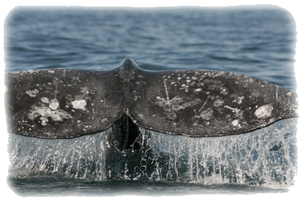 Baja's whales