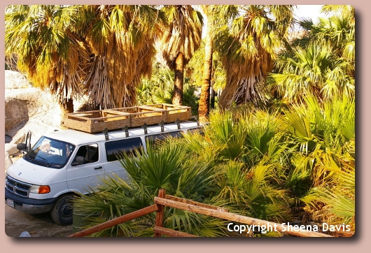 Cactus on Baja beaches