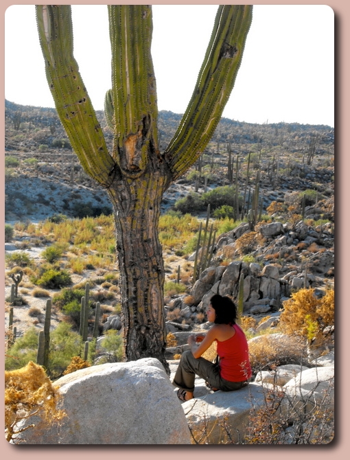 Cactus in Catavina