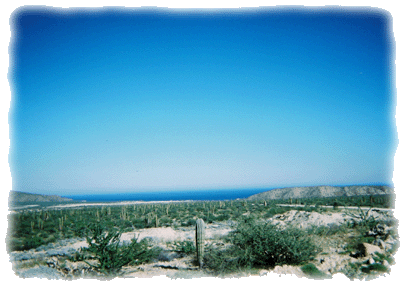 Cactus on Baja beaches