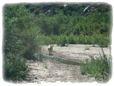 Cow by meandering stream