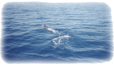 Baja dolphins