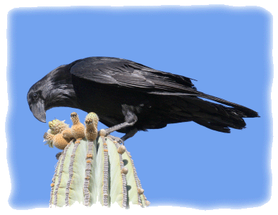 Bird on cactus in Baja Mexico