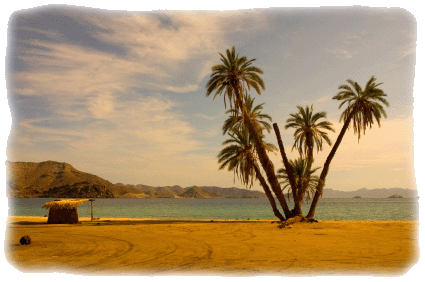 Coconut trees by the beach in Baja Mexico
