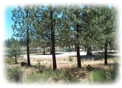 Pine trees in Baja
