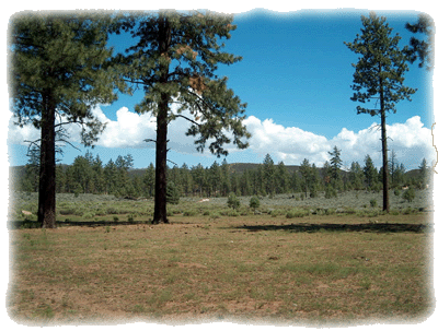 Baja's Pine trees