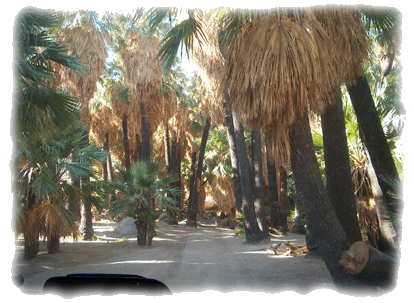 Canyon Guadalupe palm trees