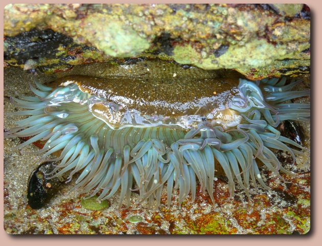 Exploring the tide pools