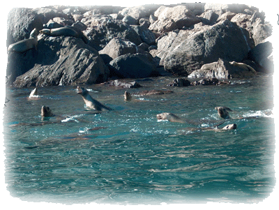 Seals on Baja island