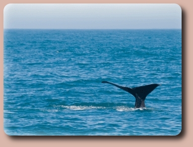 Whale fluke in Baja