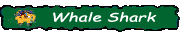 Some facts about Baja's whale shark